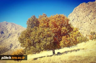 کوه پیمایی پیشکسوتان، اساتید و کارکنان آموزشکده ، استانداری و آموزش و پرورش در منطقه تنگ بزاز خانه کرمانشاه 12